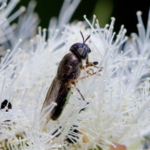 Odontomyia opertanea (A soldier fly) at Florey, ACT by KorinneM