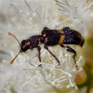 Eleale pulchra (Clerid beetle) at Florey, ACT by KorinneM