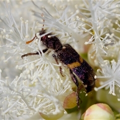 Eleale pulchra at Florey, ACT - 16 Nov 2024