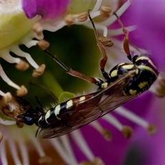 Aeolothynnus sp. (genus) (A flower wasp) at Florey, ACT - 14 Nov 2024 by KorinneM