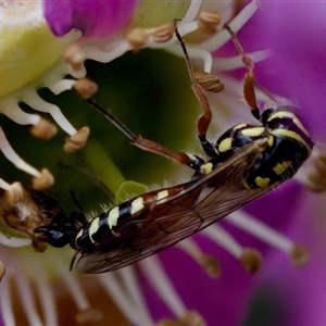 Aeolothynnus sp. (genus) at Florey, ACT - suppressed