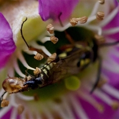 Aeolothynnus sp. (genus) at Florey, ACT - suppressed