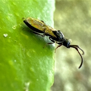 Diapriidae (family) (Diapriid wasp) at Aranda, ACT by Jubeyjubes