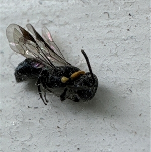 Hylaeus (Prosopisteron) primulipictus at Aranda, ACT - 17 Nov 2024