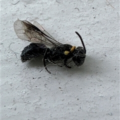 Hylaeus (Prosopisteron) primulipictus at Aranda, ACT - 17 Nov 2024