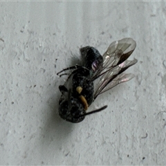 Hylaeus (Prosopisteron) primulipictus at Aranda, ACT - 17 Nov 2024