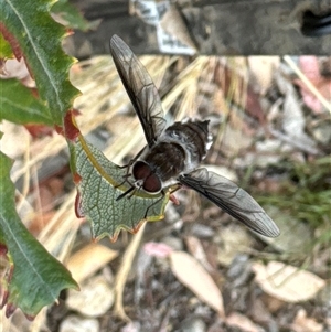 Trichophthalma costalis (Tangle-vein fly) at Aranda, ACT by Jubeyjubes