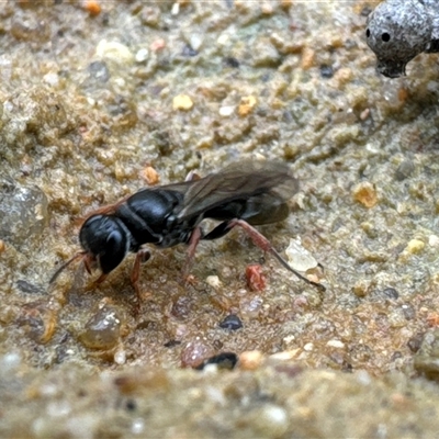 Lasioglossum (Chilalictus) sp. (genus & subgenus) at Aranda, ACT - 16 Nov 2024 by Jubeyjubes