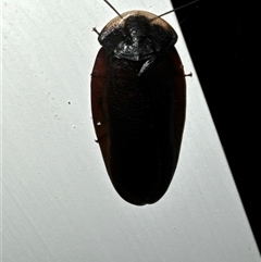 Laxta granicollis (Common bark or trilobite cockroach) at Aranda, ACT - 16 Nov 2024 by Jubeyjubes