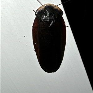 Laxta granicollis at Aranda, ACT - 16 Nov 2024 08:31 PM