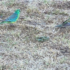 Psephotus haematonotus (Red-rumped Parrot) at Queanbeyan East, NSW - 18 Nov 2024 by clarehoneydove