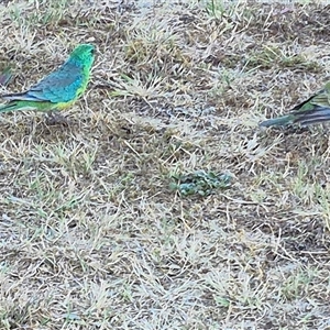 Psephotus haematonotus (Red-rumped Parrot) at Queanbeyan East, NSW by clarehoneydove