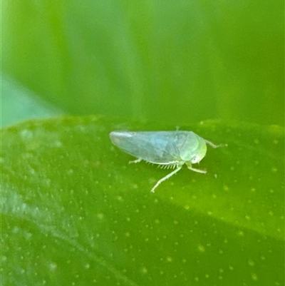 Cicadellidae (family) at Aranda, ACT - 18 Nov 2024 by Jubeyjubes