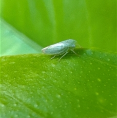 Cicadellidae (family) at Aranda, ACT - 18 Nov 2024