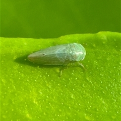 Cicadellidae (family) at Aranda, ACT - 18 Nov 2024