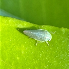 Cicadellidae (family) at Aranda, ACT - 18 Nov 2024