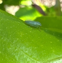 Cicadellidae (family) at Aranda, ACT - 18 Nov 2024