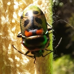 Scutiphora pedicellata (Metallic Jewel Bug) at Goulburn, NSW - 17 Nov 2024 by glbn1