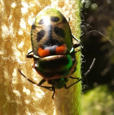 Scutiphora pedicellata (Metallic Jewel Bug) at Goulburn, NSW - 18 Nov 2024 by glbn1