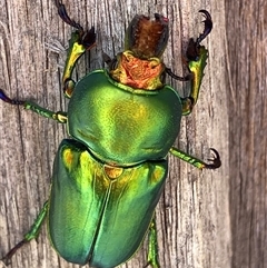 Lamprima aurata (Golden stag beetle) at Theodore, ACT - 18 Nov 2024 by Cardy