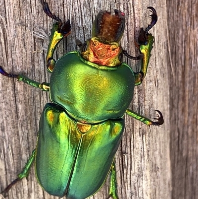 Lamprima aurata (Golden stag beetle) at Theodore, ACT - 18 Nov 2024 by Cardy