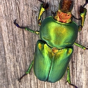 Lamprima aurata at Theodore, ACT - 18 Nov 2024