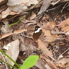 Heteronympha mirifica (Wonder Brown) at Pillar Valley, NSW - 18 Nov 2024 by Topwood