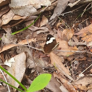 Unidentified Butterfly (Lepidoptera, Rhopalocera) at Pillar Valley, NSW by Topwood