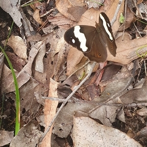 Heteronympha mirifica at Pillar Valley, NSW - 18 Nov 2024 09:56 AM