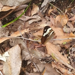 Heteronympha mirifica at Pillar Valley, NSW - 18 Nov 2024 09:56 AM