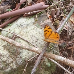 Heteronympha merope (Common Brown Butterfly) at Pillar Valley, NSW - 18 Nov 2024 by Topwood