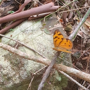 Heteronympha merope at Pillar Valley, NSW - 18 Nov 2024 10:51 AM