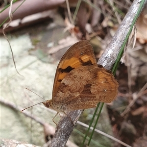 Heteronympha merope at Pillar Valley, NSW - 18 Nov 2024 10:51 AM