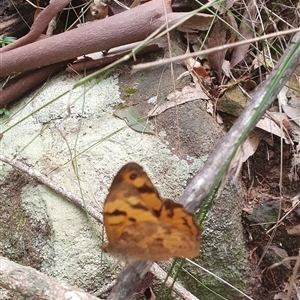 Heteronympha merope at Pillar Valley, NSW - 18 Nov 2024 10:51 AM