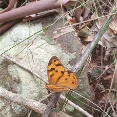 Heteronympha merope at Pillar Valley, NSW - 18 Nov 2024 10:51 AM