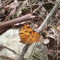 Heteronympha merope at Pillar Valley, NSW - 18 Nov 2024 10:51 AM