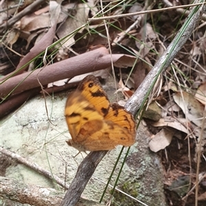 Heteronympha merope at Pillar Valley, NSW - 18 Nov 2024 10:51 AM