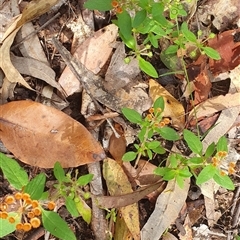 Pomax umbellata (A Pomax) at Pillar Valley, NSW - 18 Nov 2024 by Topwood
