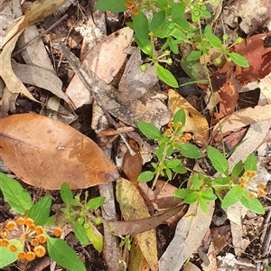 Pomax umbellata at Pillar Valley, NSW - 18 Nov 2024 08:57 AM