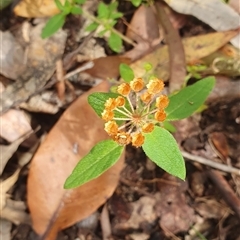Pomax umbellata at Pillar Valley, NSW - 18 Nov 2024 08:57 AM