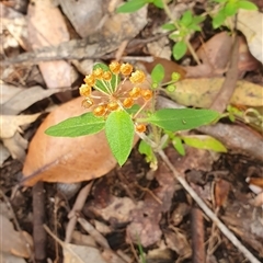 Pomax umbellata at Pillar Valley, NSW - 18 Nov 2024 08:57 AM