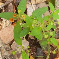 Pomax umbellata at Pillar Valley, NSW - 18 Nov 2024 08:57 AM