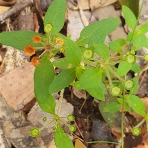 Pomax umbellata at Pillar Valley, NSW - 18 Nov 2024 08:57 AM