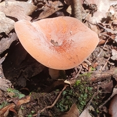 zz agaric (stem; gills white/cream) at Pillar Valley, NSW - 18 Nov 2024 by Topwood