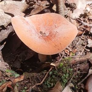 Unidentified Fungus at Pillar Valley, NSW by Topwood