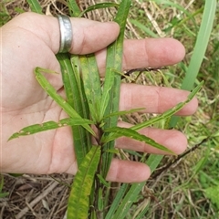 Unidentified Plant at Pillar Valley, NSW - 17 Nov 2024 by Topwood