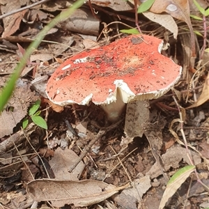 Russula sp. (genus) (Russula) at Pillar Valley, NSW by Topwood