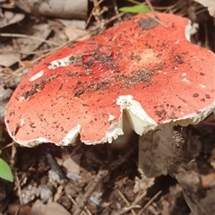 Russula sp. (genus) at Pillar Valley, NSW - 18 Nov 2024