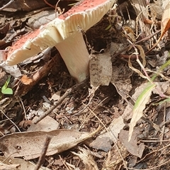 Russula sp. (genus) at Pillar Valley, NSW - 18 Nov 2024