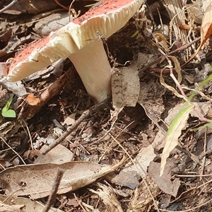 Russula sp. (genus) at Pillar Valley, NSW - 18 Nov 2024 10:40 AM